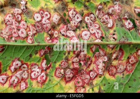 La rouille Puccinia phragmitis Dock sur Dock à larges feuilles feuilles Rumex obtusifolius Banque D'Images