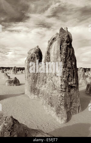 Les pinacles sont des formations calcaires contenues dans le Parc National de Nambung, dans l'ouest de l'Australie. Image sépia. Banque D'Images