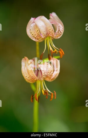 Turk&# 39;s cap lily (Lilium martagon), la floraison, la Thuringe, Allemagne Banque D'Images