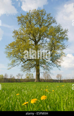 L'oak (Quercus robur) au printemps, Basse-Saxe, Allemagne Banque D'Images