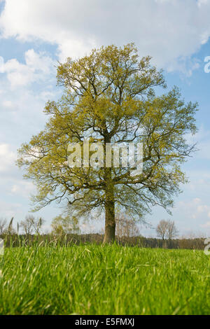 L'oak (Quercus robur) au printemps, Basse-Saxe, Allemagne Banque D'Images