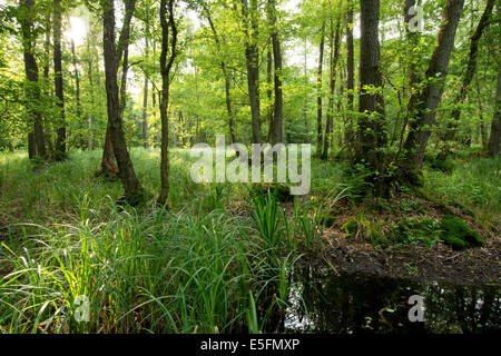 Alder Carr, l'Aulne glutineux (Alnus glutinosa), elle Barnbruch, Basse-Saxe, Allemagne Banque D'Images