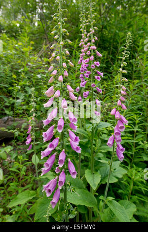 La digitale pourpre (Digitalis purpurea), la floraison, la Saxe-Anhalt, Allemagne Banque D'Images