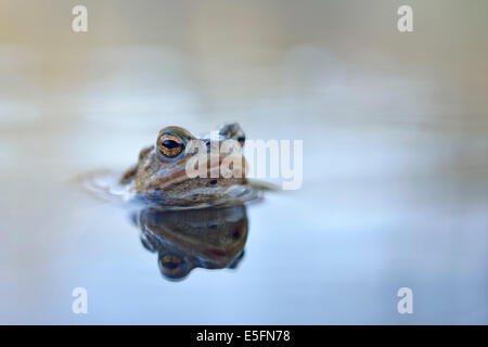 Crapaud commun (Bufo bufo complexe) dans un étang, Saxe, Allemagne Banque D'Images