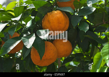 Ripe oranges amères (Citrus aurantium) sur une branche, Bavière, Allemagne Banque D'Images