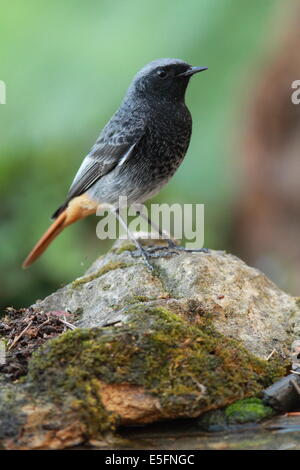 Rougequeue noir mâle Banque D'Images