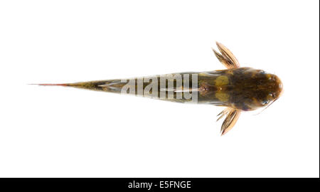 Le poisson-chat isolé sur fond blanc Banque D'Images