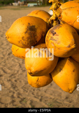 Coco sur un stand sur la plage au Sri Lanka Banque D'Images