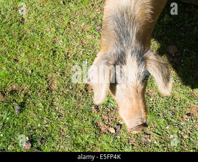 Cochon sauvage en Baunei, Sardaigne, Italie Banque D'Images