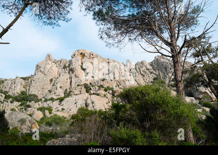 Dans une forêt de pins de l'île de Caprera, Sardaigne, Italie Banque D'Images