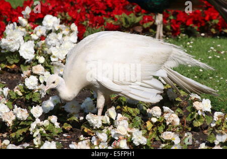 Leucistic ou tout blanc variété du paon bleu (Pavo cristatus alba) marche à travers un lit de fleurs Banque D'Images