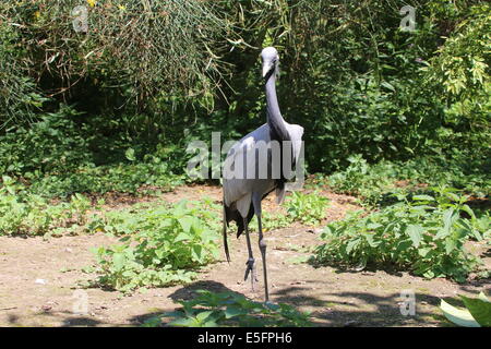 Grue demoiselle (Anthropoides virgo) Banque D'Images