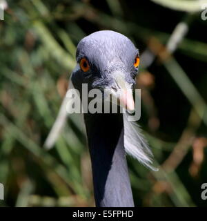 Grue demoiselle (Anthropoides virgo) Banque D'Images