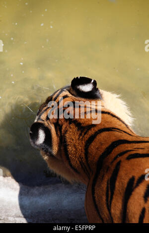 Tigre du Bengale Banque D'Images