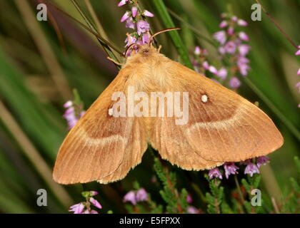 Chêne femelle Eggar (Lasiocampa quercus) Banque D'Images