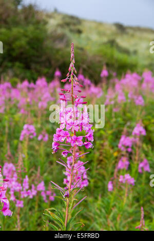 Fleurs roses de l'Épilobe dans les dunes Banque D'Images