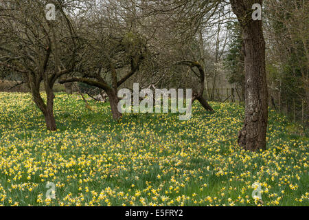 Les jonquilles sauvages (Narcissus pseudonarcissus) dans Gwen et Véra en champs de Dymock Bois, Gloucestershire, Royaume-Uni Banque D'Images