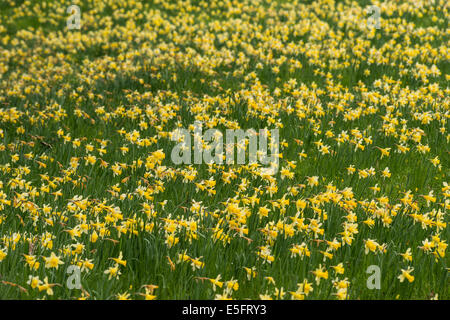 Les jonquilles sauvages (Narcissus pseudonarcissus) dans Gwen et Véra en champs de Dymock Bois, Gloucestershire, Royaume-Uni Banque D'Images