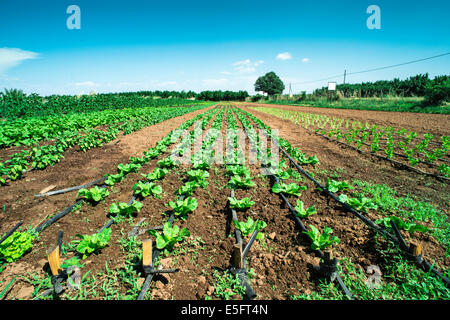 Les plantations et la laitue. L'heure d'été, la lumière du soleil. Banque D'Images