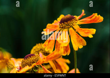 Helenium,Christian Grande aunée, asteraceae, fleur orange. Banque D'Images