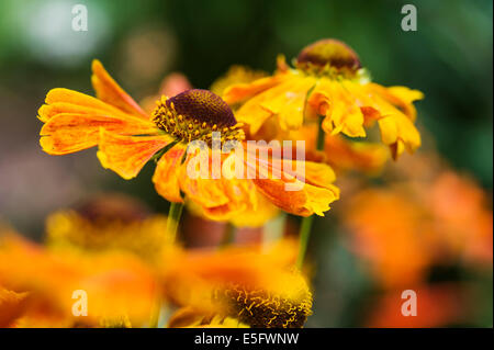 Helenium,Christian Grande aunée, asteraceae, fleur orange. Banque D'Images