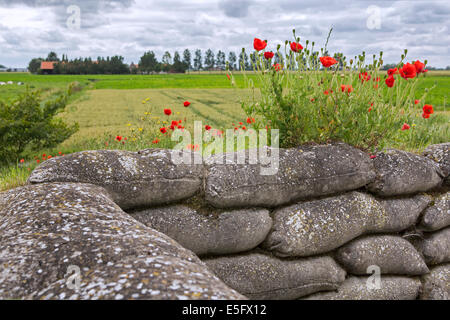 Coquelicots poussant sur des sacs à l'Dodengang / Boyau de la Mort / de la mort, des tranchées de la Première Guerre mondiale des tranchées, Diksmuide, Belgique Banque D'Images