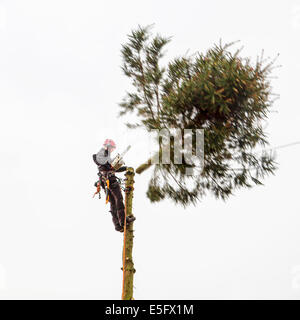 Tree Surgeon / arboriculteur arboriculteur / arbre de coupe haut avec tronçonneuse Banque D'Images