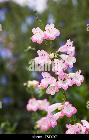 Penstemon 'Fujiyama' de plus en plus une frontière. Langue barbe fleur. Banque D'Images