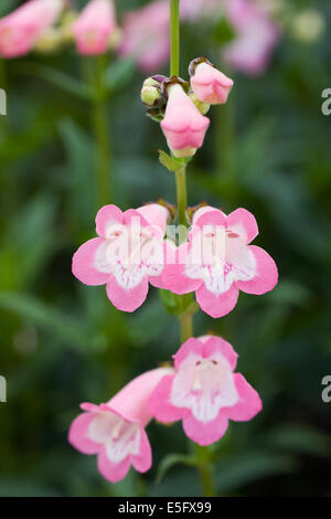 Penstemon 'Fujiyama' de plus en plus une frontière. Langue barbe fleur. Banque D'Images