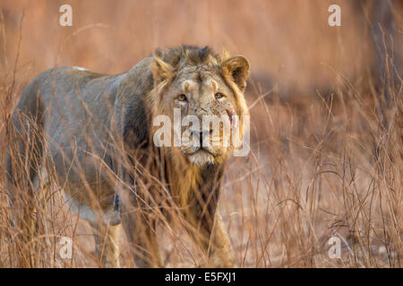 Homme Lion d'Asie (Panthera leo persica) à Rif forêt, Gujarat, Inde. Banque D'Images