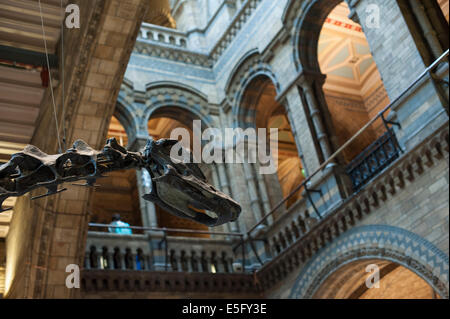 Squelette de dinosaure Diplodocus carnegii, Jurrassic supérieur, Formation de Morrison, en Amérique du Nord, le Wyoming, Londres, GB Banque D'Images