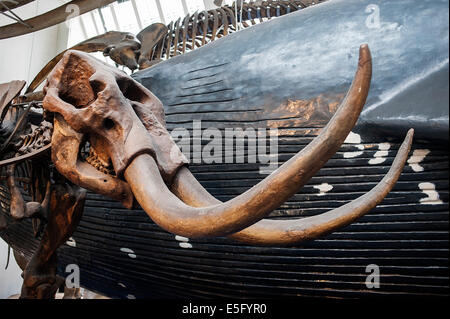 Squelette de mammifère disparu paresseux marcheur géant Megatherium americanum Banque D'Images