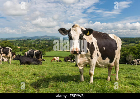 (La vache Holstein Friesian /) avec un arrière-plan de la campagne verdoyante et pittoresque - l'a amenée, Pembrokeshire. L'heure d'été Banque D'Images