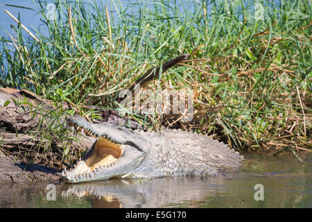 Crocodile du Nil au soleil avec la bouche ouverte Banque D'Images