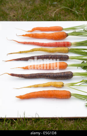 Patrimoine biologique ou Heirloom Carrots Banque D'Images