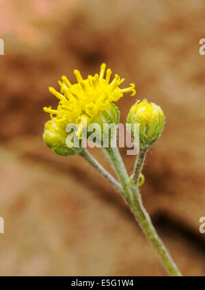 Hymenopappus Asteraceae ; filifolius ; famille ; Jeune Fille poussiéreux ; fleurs sauvages en fleurs, le centre du Colorado, USA Banque D'Images