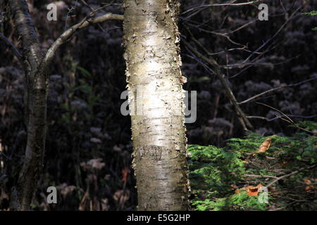 Sunlit Burch Tree Banque D'Images