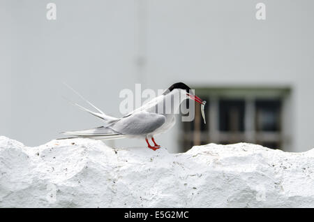 Sterne arctique avec des poissons sur mur blanc Banque D'Images