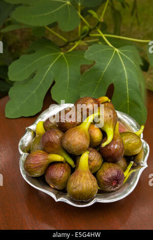 Figues sucrées maintenant récoltés dans mon jardin Banque D'Images