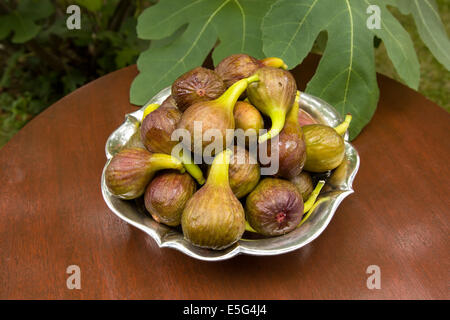 Figues sucrées maintenant récoltés dans mon jardin Banque D'Images