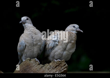 Eurasienne juvénile Tourterelles turques (Streptopelia decaocto) Banque D'Images