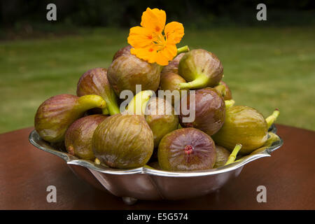 Figues sucrées maintenant récoltés dans mon jardin Banque D'Images