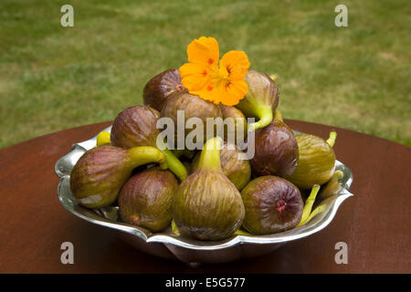 Figues sucrées maintenant récoltés dans mon jardin Banque D'Images