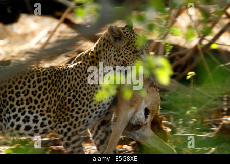 Leopard de manger, le transport et la protection de son Impala carcasse elle avait chassé et tué plus tôt. Banque D'Images