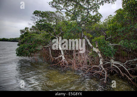 Les mangroves dans Manteee County au Robinson préserver Banque D'Images