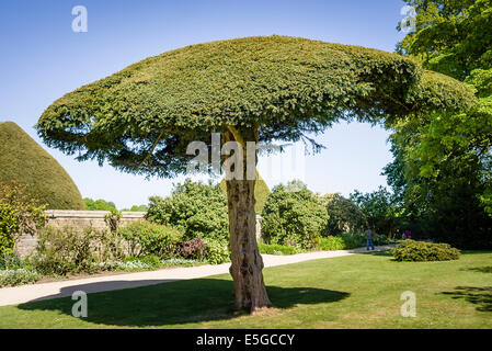 Forme de parapluie petit arbre d'if dans une majestueuse maison jardin Banque D'Images