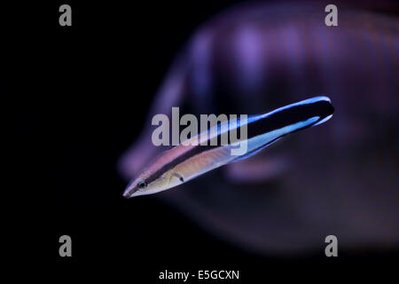 Bluestreak cleaner wrasse, UN Labroides dimidiatus, sur un fond noir. Ce petit poisson de couleur peuvent être trouvés sur les récifs coralliens UN Banque D'Images