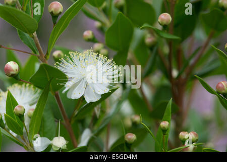 Myrtus communis. Fleur de myrte commun Banque D'Images