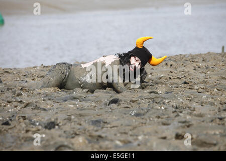 Le "fou" annuel excentrique Maldon Mud Race, tenue la fin du printemps/début de l'été selon les marées, à Maldon, Essex, Angleterre Banque D'Images