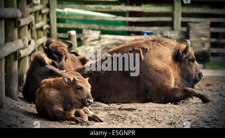 Jeune bison d'Europe sur le sol Banque D'Images